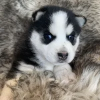 Santiago ~ Beautiful Blue Eyes, a male Alaskan Klee Kai for sale in Sarcoxie, MO – Photo 8 of 10