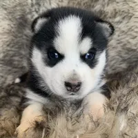 Santiago ~ Beautiful Blue Eyes, a male Alaskan Klee Kai for sale in Sarcoxie, MO – Photo 6 of 10