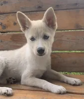 Sweet Belle, a female Alaskan Klee Kai for sale in Sarcoxie, MO – 6 of 9