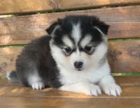 Sweetest Girl~~Charise!, a female Alaskan Klee Kai for sale in Sarcoxie, MO – 4 of 10