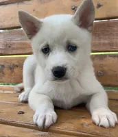 Blue Eyed Little Beau~~!!!, a male Alaskan Klee Kai for sale in Sarcoxie, MO – 10 of 10