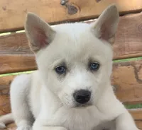 Blue Eyed Little Beau~~!!!, a male Alaskan Klee Kai for sale in Sarcoxie, MO – 7 of 10