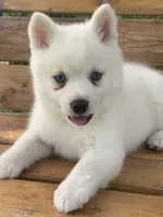 Cute Blue Eyed SnowWhite !, a female Alaskan Klee Kai for sale in Sarcoxie, MO – 10 of 10