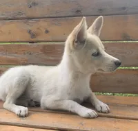 Sweet Belle, a female Alaskan Klee Kai for sale in Sarcoxie, MO – 8 of 9