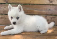 Cute Blue Eyed SnowWhite !, a female Alaskan Klee Kai for sale in Sarcoxie, MO – 7 of 10