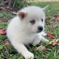 Sweet Trevor~!, a male Alaskan Klee Kai for sale in Sarcoxie, MO – Photo 3 of 6