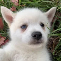 Sweet Trevor~!, a male Alaskan Klee Kai for sale in Sarcoxie, MO – Photo 4 of 6