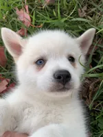 processed/8ea83dac-36b2-4ba8-8653-925064001fad/listing/b775363c-ceb7-43d6-89bb-6ae01b3f464e/4a9026aa-8564-4958-b843-6bf37191d1a3