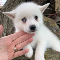 Sweet Trevor~!, a male Alaskan Klee Kai for sale in Sarcoxie, MO – Photo 1 of 6