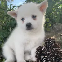 Sweet Trevor~!, a male Alaskan Klee Kai for sale in Sarcoxie, MO – Photo 2 of 6