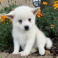 Sweet Trevor~!, a male Alaskan Klee Kai for sale in Sarcoxie, MO – Photo 6 of 6