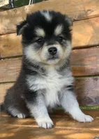 Fun Little Chloe~!!!, a female Alaskan Klee Kai for sale in Sarcoxie, MO – 5 of 10
