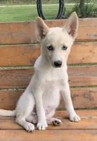 Blue Eyed Little Beau~~!!!, a male Alaskan Klee Kai for sale in Sarcoxie, MO – 4 of 6
