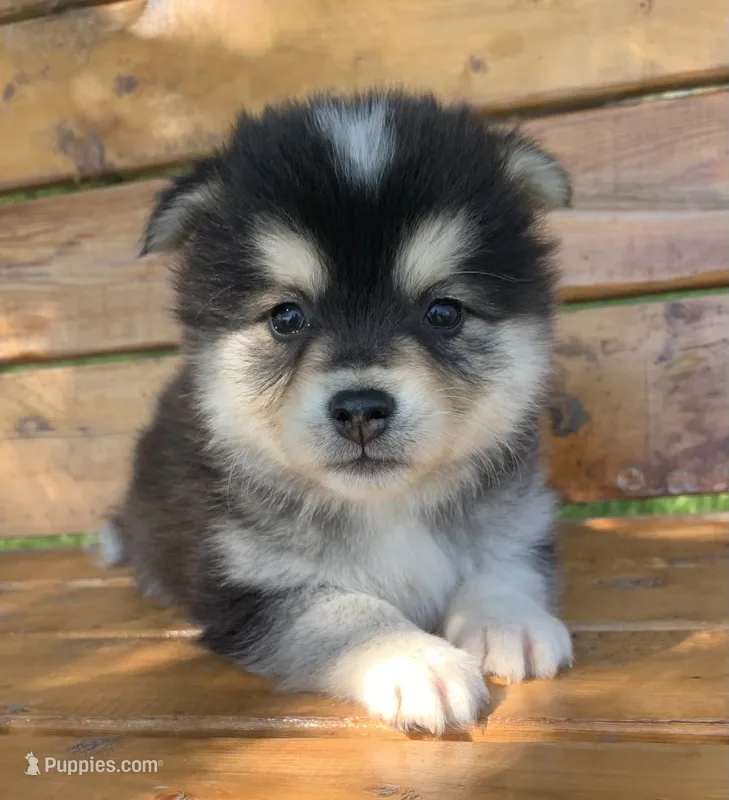 Fun Little Chloe~!!! – Alaskan Klee Kai puppy for sale in Sarcoxie, MO