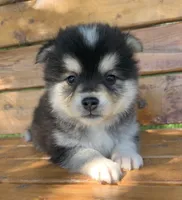 Fun Little Chloe~!!!, a female Alaskan Klee Kai for sale in Sarcoxie, MO – 1 of 10