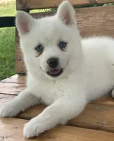Cute Blue Eyed SnowWhite !, a female Alaskan Klee Kai for sale in Sarcoxie, MO – 4 of 10