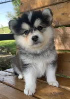 Super Fun~Charlotte!, a female Alaskan Klee Kai for sale in Sarcoxie, MO – 7 of 10