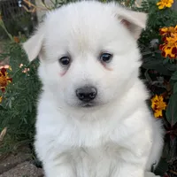 Handsome Little Wellington~!, a male Alaskan Klee Kai for sale in Sarcoxie, MO – Photo 6 of 6