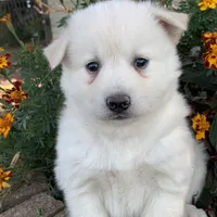 Handsome Little Wellington~!, a male Alaskan Klee Kai for sale in Sarcoxie, MO – Photo 5 of 6