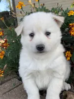 processed/8ea83dac-36b2-4ba8-8653-925064001fad/listing/c17cd904-60f3-4495-9519-f05881d02dba/0d998cd9-4bac-4d79-8f36-b668e7c64bfd