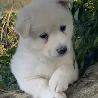 Handsome Little Wellington~!, a male Alaskan Klee Kai for sale in Sarcoxie, MO – Photo 3 of 6