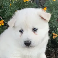 Handsome Little Wellington~!, a male Alaskan Klee Kai for sale in Sarcoxie, MO – Photo 2 of 6