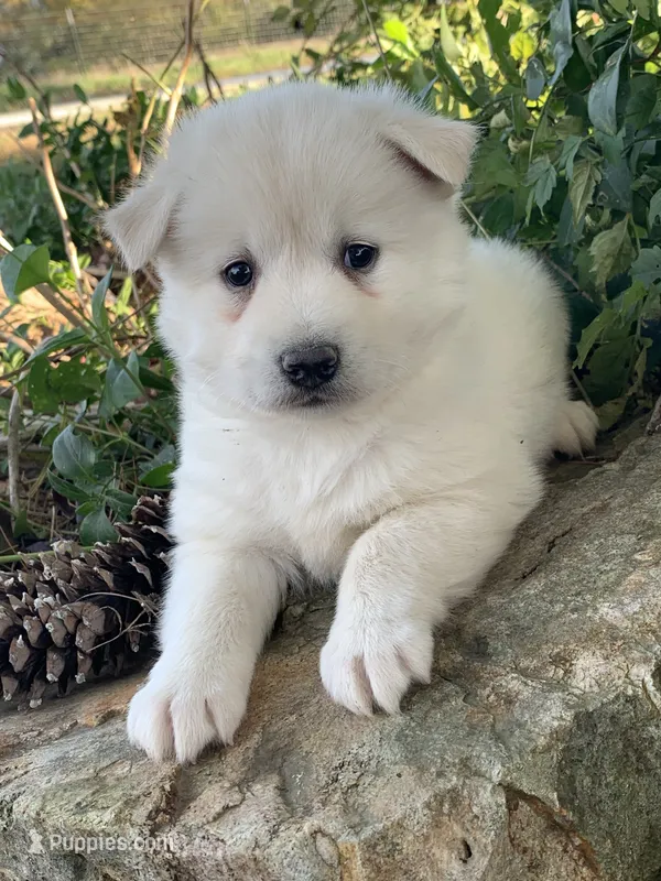 Handsome Little Wellington~!