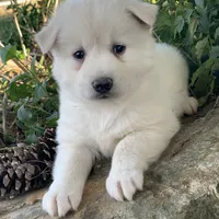 Handsome Little Wellington~!, a male Alaskan Klee Kai for sale in Sarcoxie, MO – Photo 1 of 6