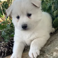 Handsome Little Wellington~!, a male Alaskan Klee Kai for sale in Sarcoxie, MO – Photo 4 of 6