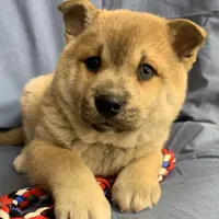 Plush Red Boy ~~ PRINCE ~!!!, a male Alaskan Klee Kai for sale in Sarcoxie, MO – Photo 10 of 10