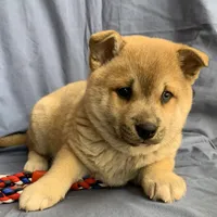 Plush Red Boy ~~ PRINCE ~!!!, a male Alaskan Klee Kai for sale in Sarcoxie, MO – Photo 3 of 10