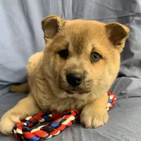 Plush Red Boy ~~ PRINCE ~!!!, a male Alaskan Klee Kai for sale in Sarcoxie, MO – Photo 6 of 10