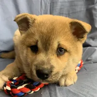 Plush Red Boy ~~ PRINCE ~!!!, a male Alaskan Klee Kai for sale in Sarcoxie, MO – Photo 4 of 10