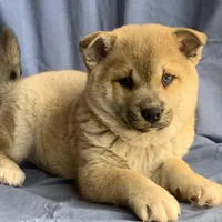 Plush Red Boy ~~ PRINCE ~!!!, a male Alaskan Klee Kai for sale in Sarcoxie, MO – Photo 8 of 10