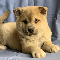Plush Red Boy ~~ PRINCE ~!!!, a male Alaskan Klee Kai for sale in Sarcoxie, MO – Photo 1 of 10
