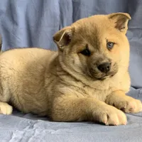 Plush Red Boy ~~ PRINCE ~!!!, a male Alaskan Klee Kai for sale in Sarcoxie, MO – Photo 5 of 10
