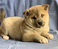 processed/8ea83dac-36b2-4ba8-8653-925064001fad/listing/c484e8a9-d0a3-4f2c-9ac2-019baebc8d3e/9651c23a-d5c9-453b-bb05-153017f0c807