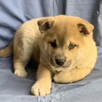 Plush Red Boy ~~ PRINCE ~!!!, a male Alaskan Klee Kai for sale in Sarcoxie, MO – Photo 2 of 10