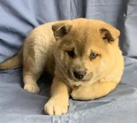 processed/8ea83dac-36b2-4ba8-8653-925064001fad/listing/c484e8a9-d0a3-4f2c-9ac2-019baebc8d3e/ace4f4d5-3070-4d12-a6a6-17d88fffd76b