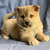 Plush Red Boy ~~ PRINCE ~!!!, a male Alaskan Klee Kai for sale in Sarcoxie, MO – Photo 7 of 10