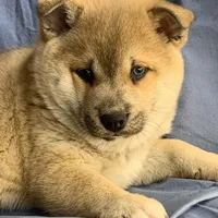 Plush Red Boy ~~ PRINCE ~!!!, a male Alaskan Klee Kai for sale in Sarcoxie, MO – Photo 9 of 10