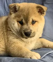 processed/8ea83dac-36b2-4ba8-8653-925064001fad/listing/c484e8a9-d0a3-4f2c-9ac2-019baebc8d3e/ea71e42b-e03e-4262-9e61-baba26dac6ea