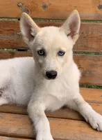 Blue Eyed Little Beau~~!!!, a male Alaskan Klee Kai for sale in Sarcoxie, MO – 5 of 6