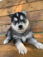 Handsome Charmer~!!!, a male Alaskan Klee Kai for sale in Sarcoxie, MO – Photo 4 of 7