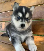 Handsome Charmer~!!!, a male Alaskan Klee Kai for sale in Sarcoxie, MO – Photo 3 of 7