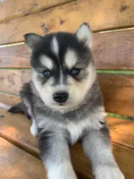 Handsome Charmer~!!!, a male Alaskan Klee Kai for sale in Sarcoxie, MO – Photo 7 of 7