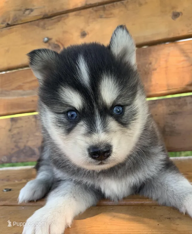Handsome Charmer~!!! – Alaskan Klee Kai puppy for sale in Sarcoxie, MO