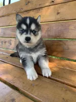 Handsome Charmer~!!!, a male Alaskan Klee Kai for sale in Sarcoxie, MO – Photo 5 of 7