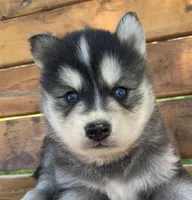 Handsome Charmer~!!!, a male Alaskan Klee Kai for sale in Sarcoxie, MO – Photo 2 of 7