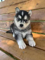 Handsome Charmer~!!!, a male Alaskan Klee Kai for sale in Sarcoxie, MO – Photo 6 of 7